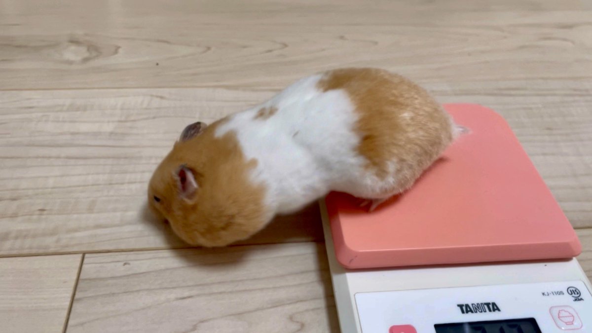 ハムスターちゃんねる tweet media