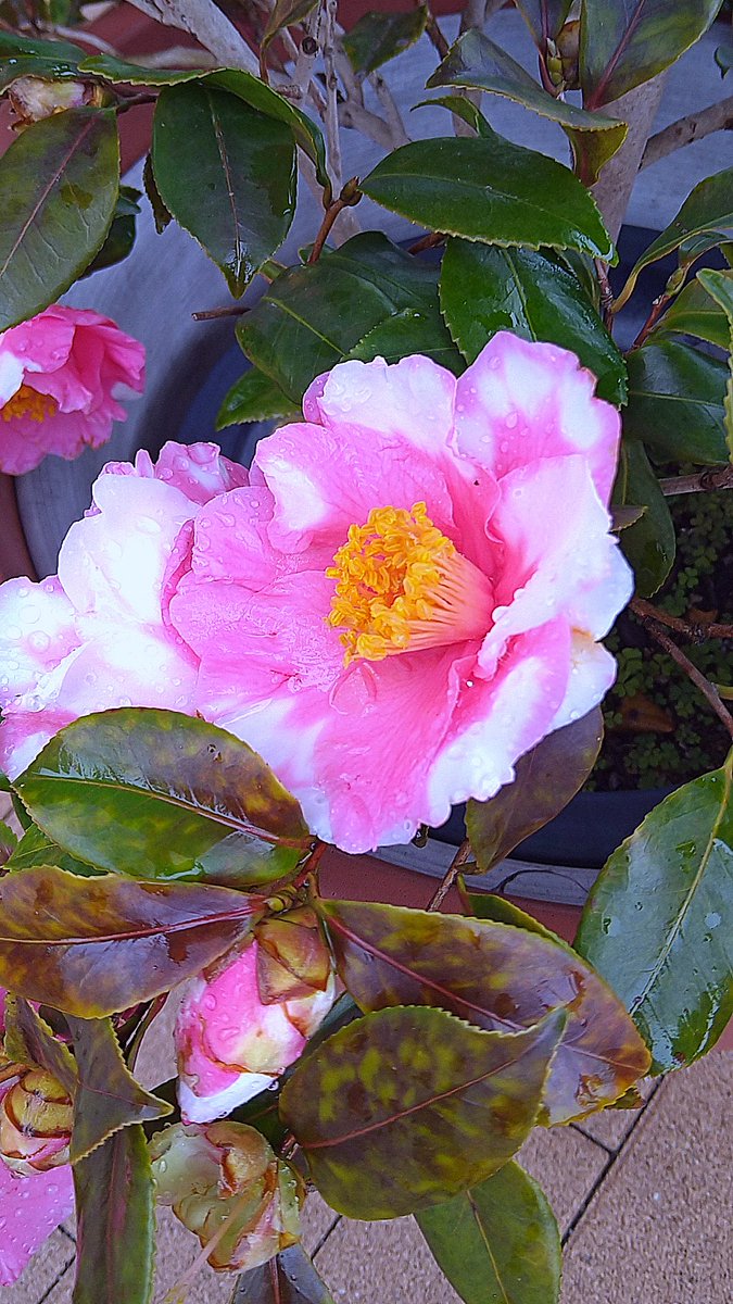 Natsuwa4's tweet photo. 雑踏を
脱けてふと見し
紅の
冬の終わりに
癒やしをぞ得る

Escaping the throng
I chanced upon
Crimson
At winter's end
Finding solace

#Tanka-like
#Streetcorner
#短歌モドキ
#街角 https://t.co/2pM5TJx18Z