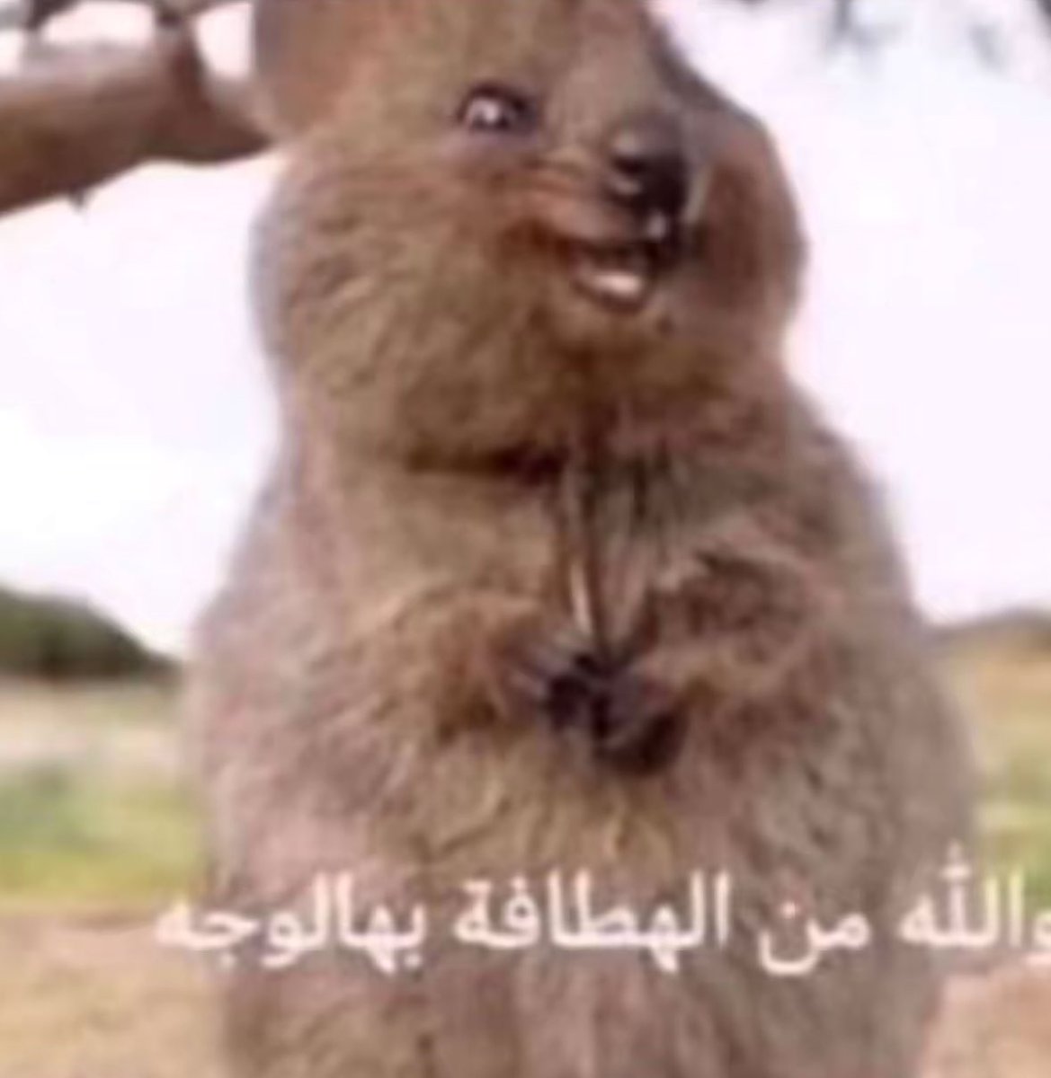 سـارا tweet media