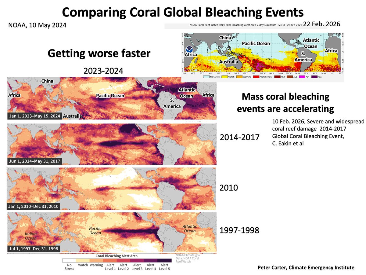 MASS CORAL BLEACHING EVENTS ARE ACCELERATING
Ocean warming is increasing the frequency, extent, and severity of tropical-coral bleaching and mortality, with accelerating impacts on the reefs.  NOAA, May 2024
#coral #climatechange #globalwarming