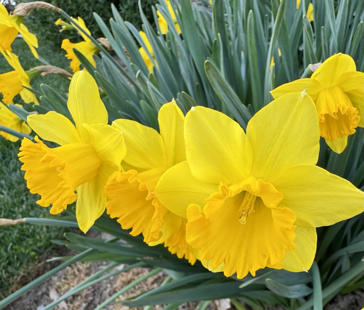 whweeksjr's tweet photo. Narcissus, AKA diffodil - often the first flower of Spring, dazzling yellow.  The myths of Narcissus show the fatal results of self-obsession but leave us beautiful blooms as compensation. https://t.co/ns4QrhgcFG