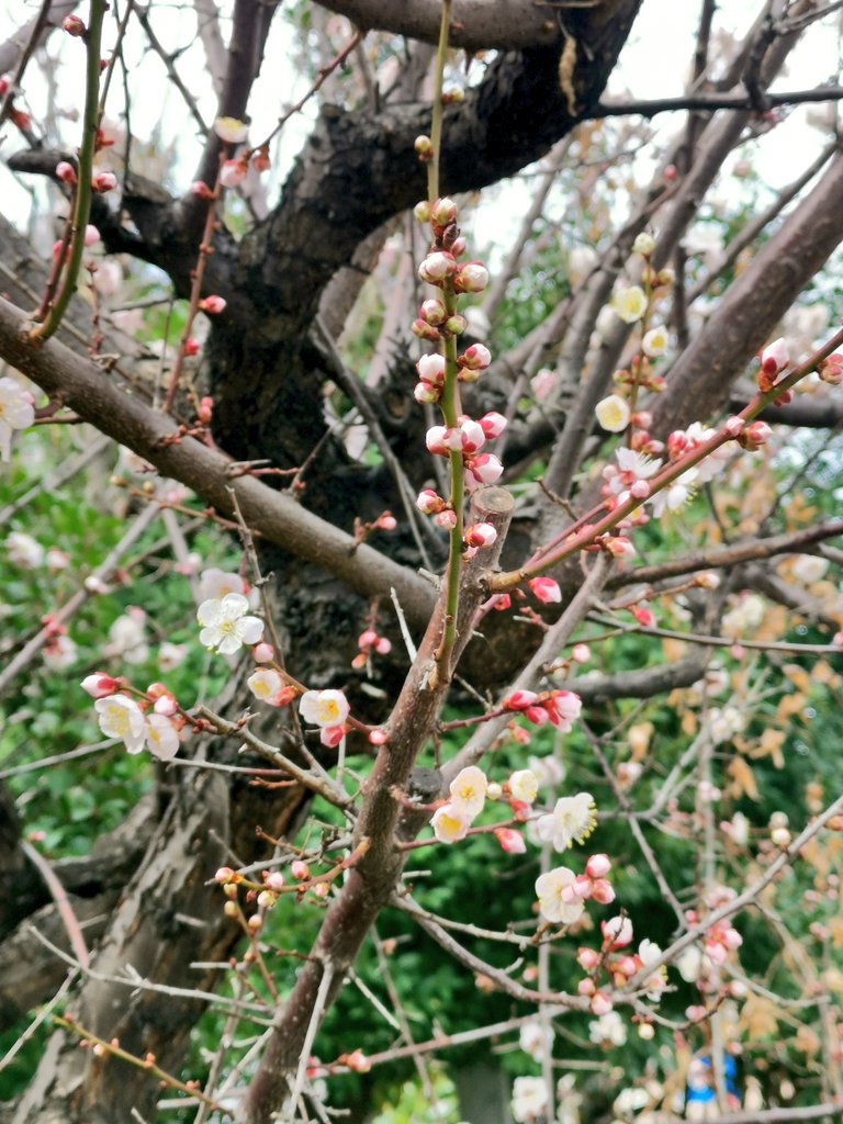 12kishintoryu's tweet photo. 道場の周りにも春の息吹きが https://t.co/J9baYIIIgZ