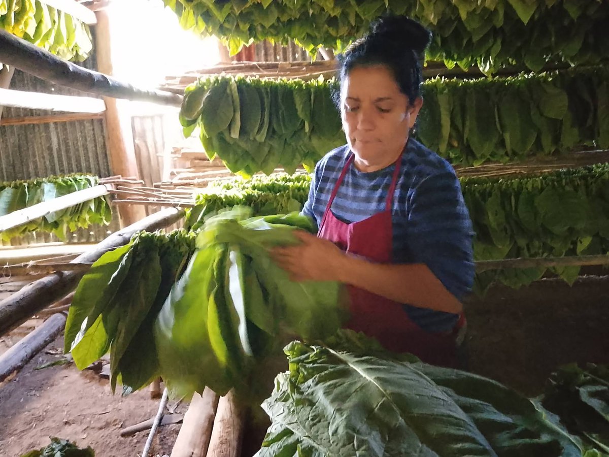 La mujer pinareña es imprescindible en el proceso y beneficio del tabaco, en estos días suman miles vinculadas a la actividad.  #CubaSoberana #PinardelRío