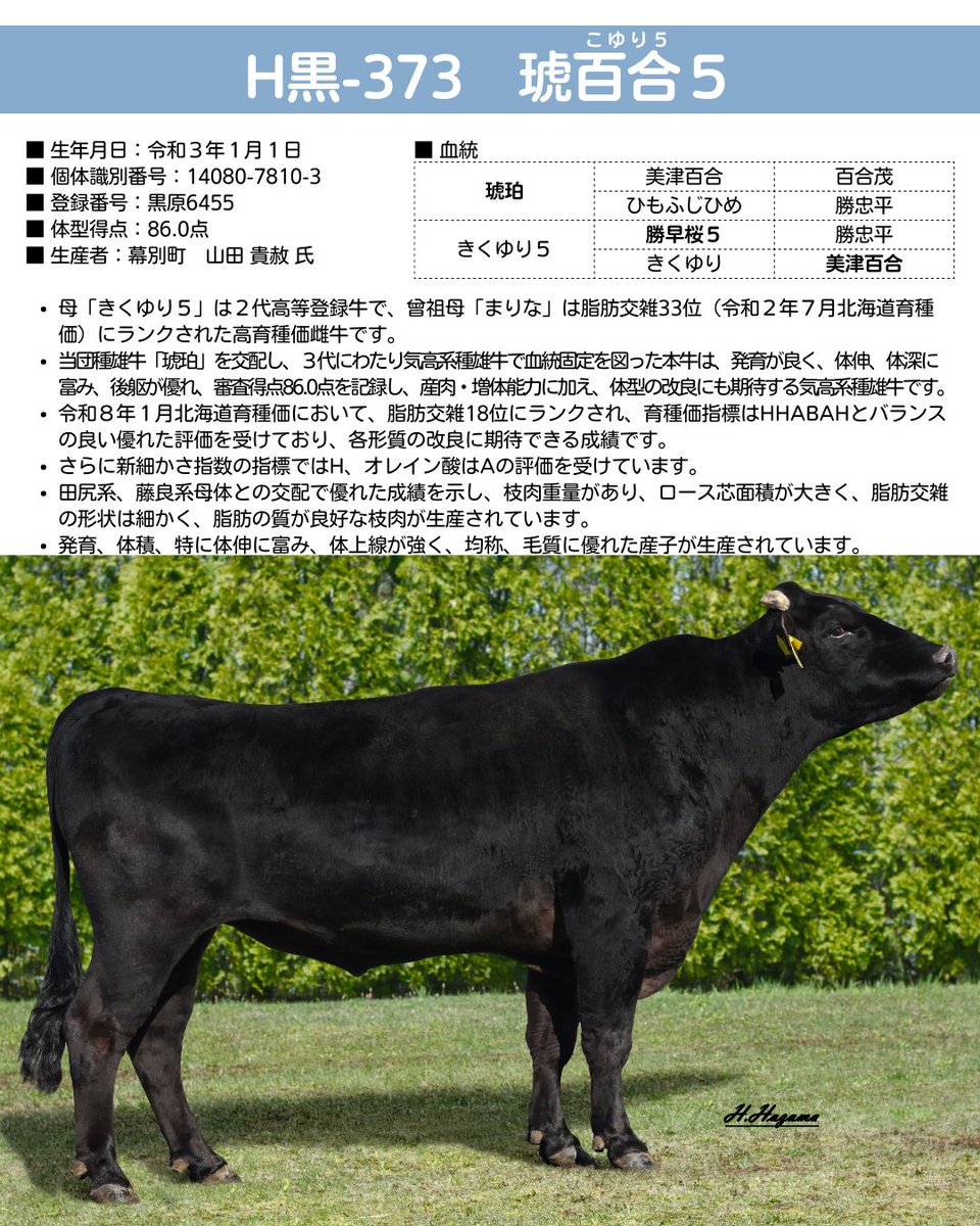 🐂黒毛和種 新規検定済 種雄牛紹介③🐂 H黒-373 #琥百合5