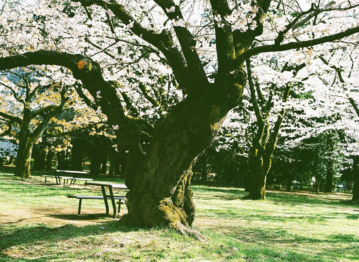 inao_toshiaki's tweet photo. WAIKIKI PHOTOGRAPH
cherry blossoms 2021, by mamiya645 with mamiya sekor c 80mm f2.8
#cherryblossoms
#mamiya645
#マミヤ645
#ブローニー
#120film
#waikiki_inc_photograph https://t.co/mJtcsFEzC6
