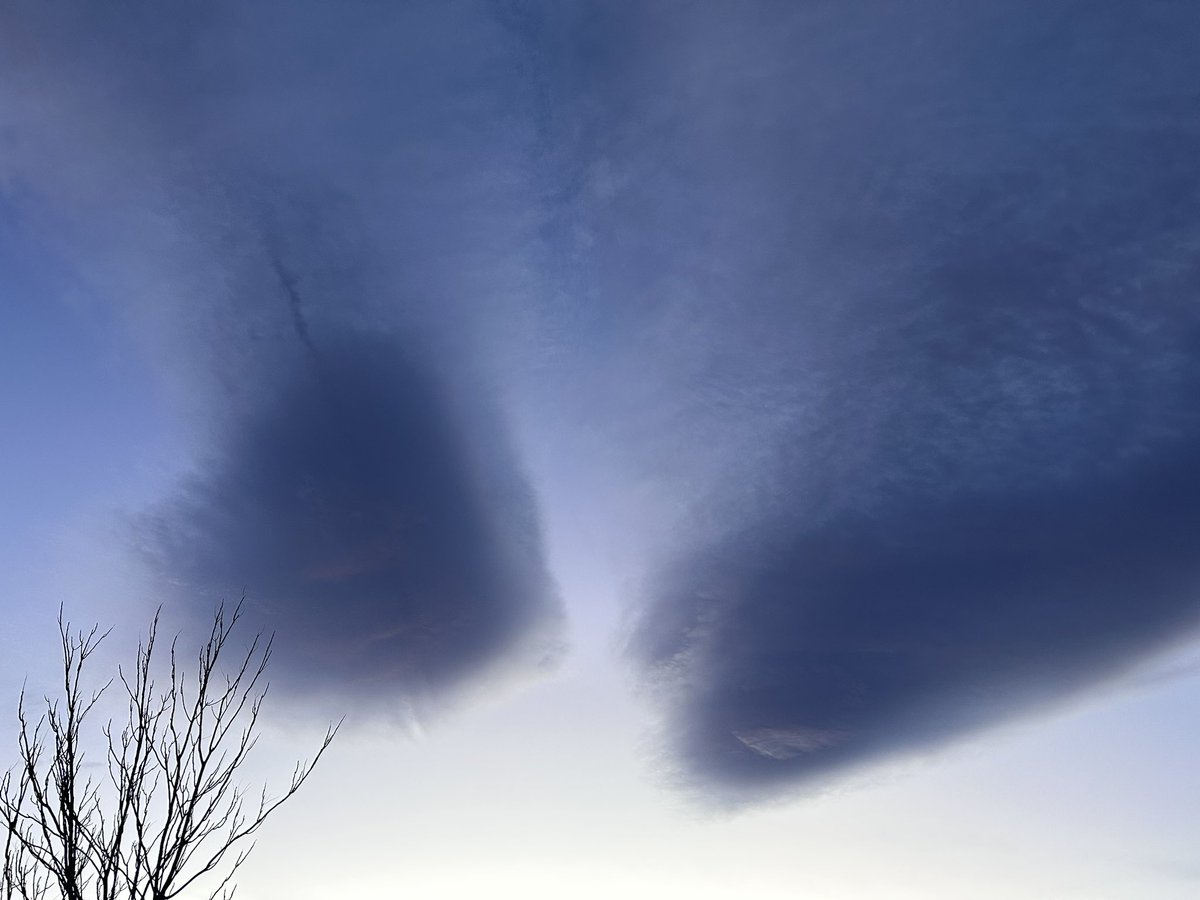 Shaney Jo Darden tweet media