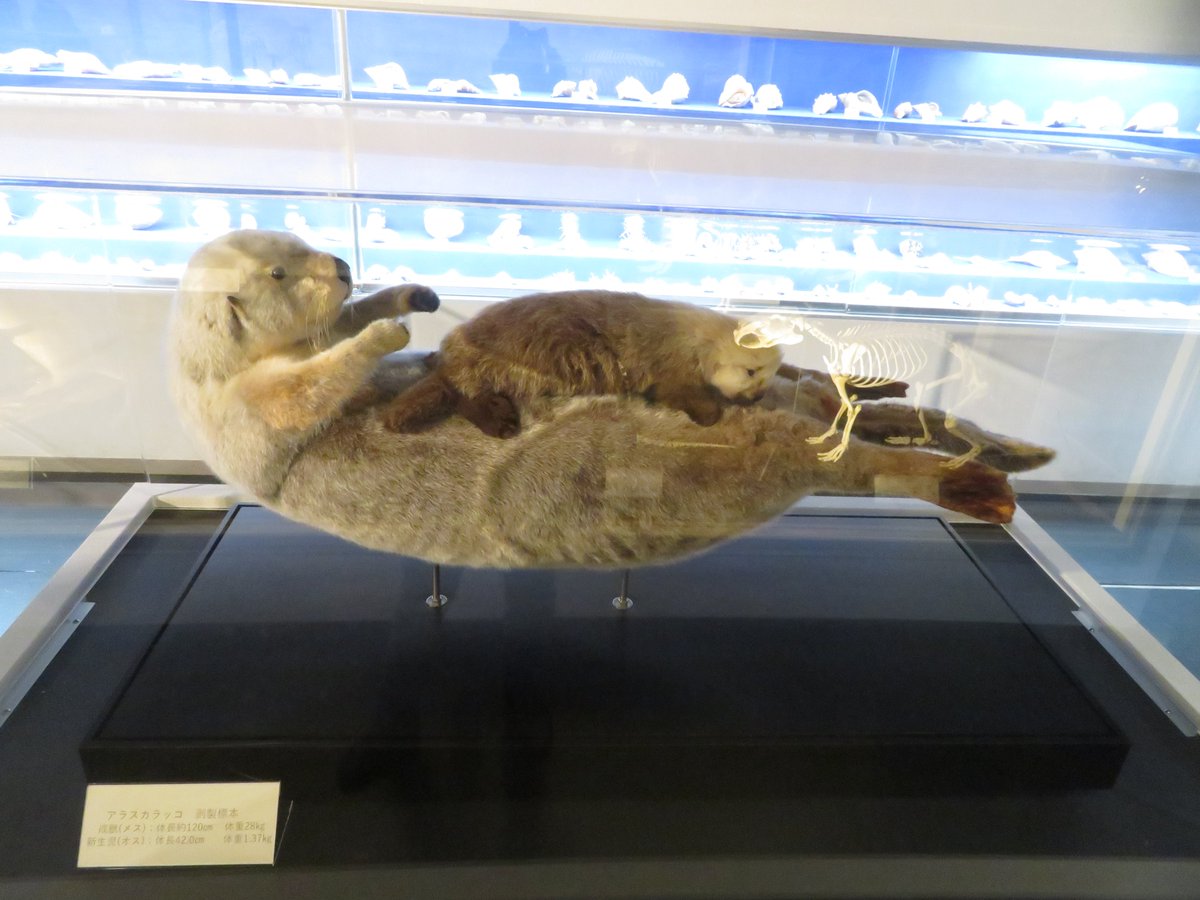 鳥羽水族館のラッコの親子の標本 あなたがメイちゃんのお母さんの