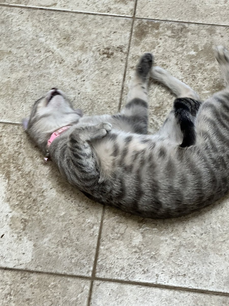 Timothy Daugherty 🇺🇸 tweet media