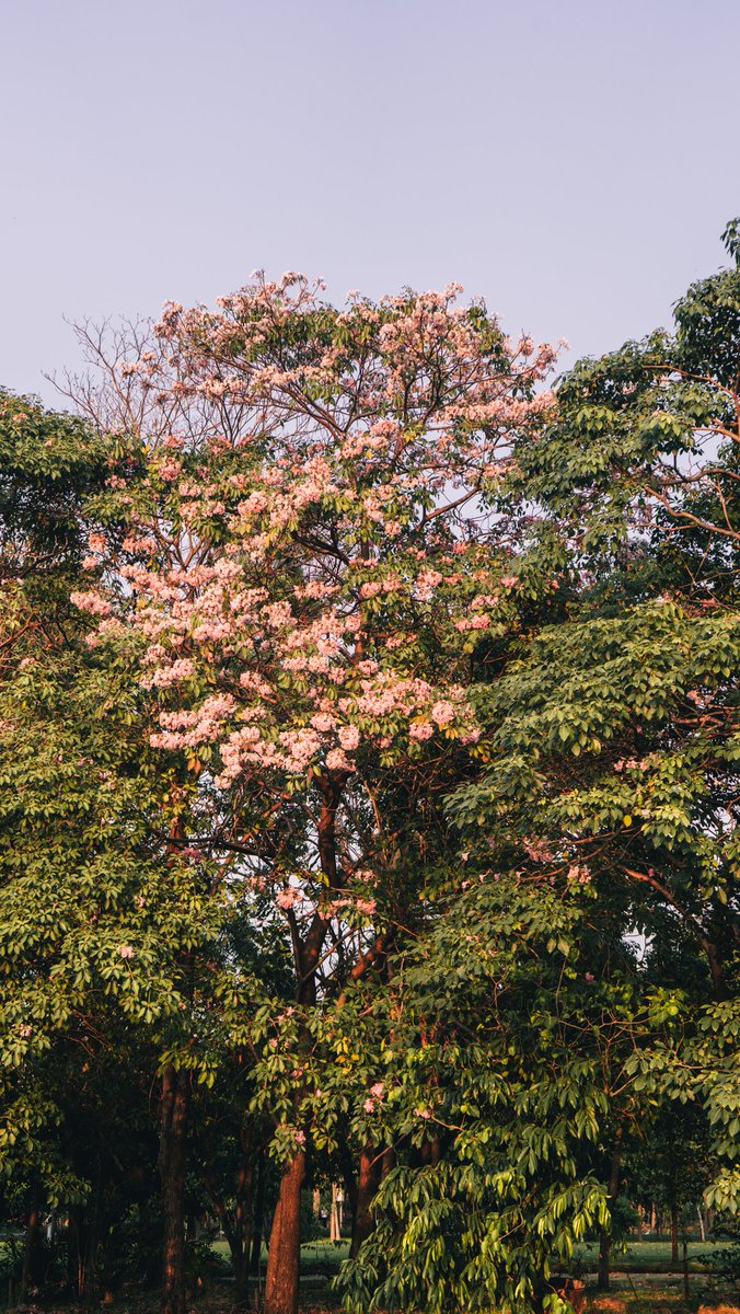 ก่อนบ๊ายบายชมพูพันธุ์ทิพย์แหละๆ #photography