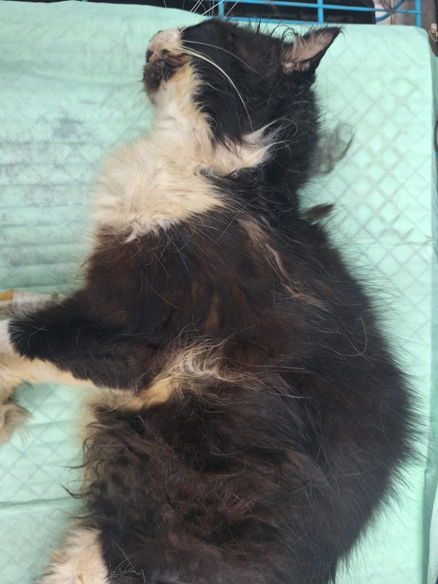 jomanuella's tweet photo. Coco bahagia disana ya, dunia ini cukup kejam buat kamu yg baik. Fly high anak baik 😭😭 https://t.co/v7b9edyDTw