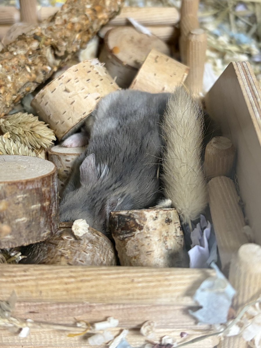 🥟두두🌱 tweet media