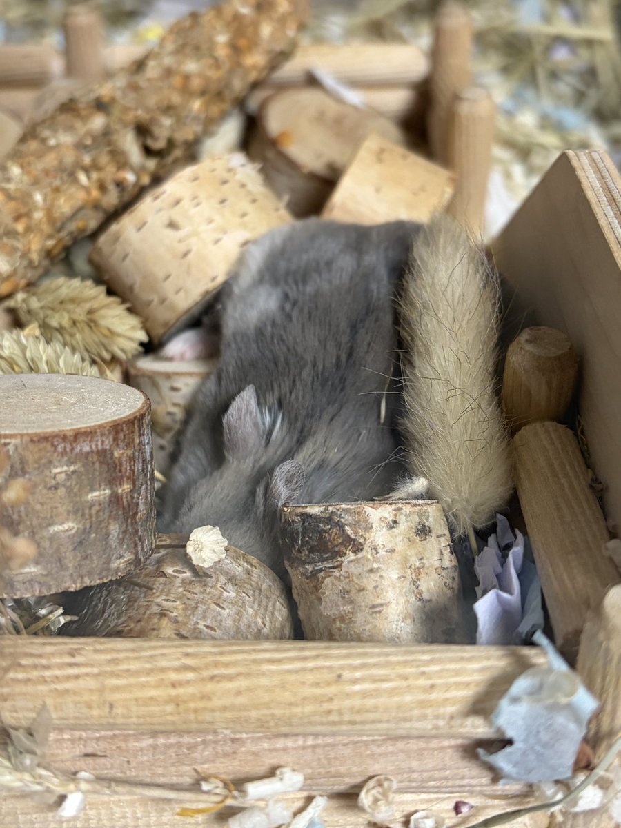 🥟두두🌱 tweet media