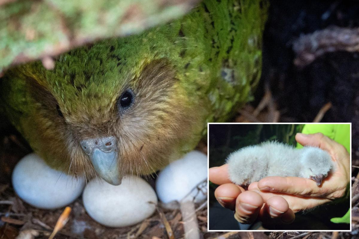 The world's only flightless parrot was once thought to be doomed by design. The kakapo is too heavy, too slow, and frankly too delicious to survive around predators, and takes a shameless relaxed approach to reproduction. But the reclusive and nocturnal New Zealand bird is