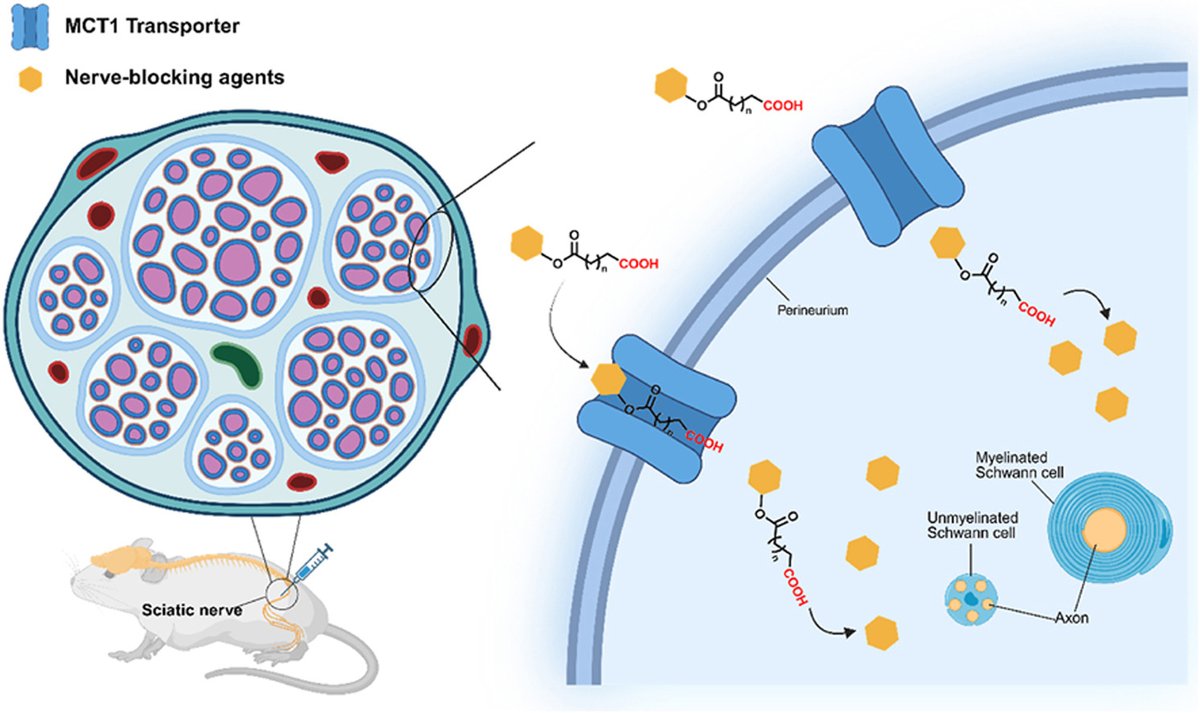 ActaPharmSinB's tweet photo. Article✍️#Carboxylated #prodrug of# capsaicin with enhanced #peripheral #nerve permeation mediated by #monocarboxylate #transporters for long-lasting local #anesthesia. From Dr. Zhao @UniversityofAlabama; @UofAlabama; @UMass;
https://t.co/DiPKiYufhI. https://t.co/Y2mrwlyvIo