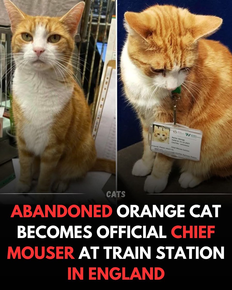 At Stourbridge Junction in England, an orange cat named George has found an unexpected place to belong a train station he now proudly calls home.
After his former owners moved out of the country, George was left behind and began living around the station. For three years, he