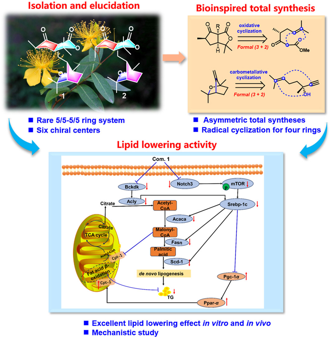 ActaPharmSinB's tweet photo. Article✍️#Hyperimonates A and B, a pair of unprecedented #polyprenylated #acylphloroglucinols from #Hypericum #monogynum: Structural elucidation, total synthesis, and lipid-lowering activity. From Dr. He @GuizhouMedicalUniversity; @GuizhouUniversity;
https://t.co/Inqx4cPc0I. https://t.co/jrUthyCAmX