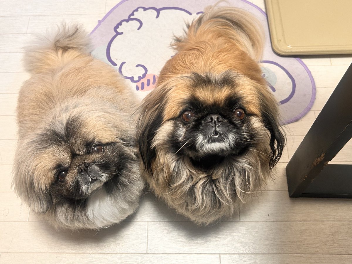 みんなたちー、ごごもがんばろーねー🐾あめだからおさんぽいけないよー🐾ぽん🦝

#ペキニーズ　#自宅警備犬