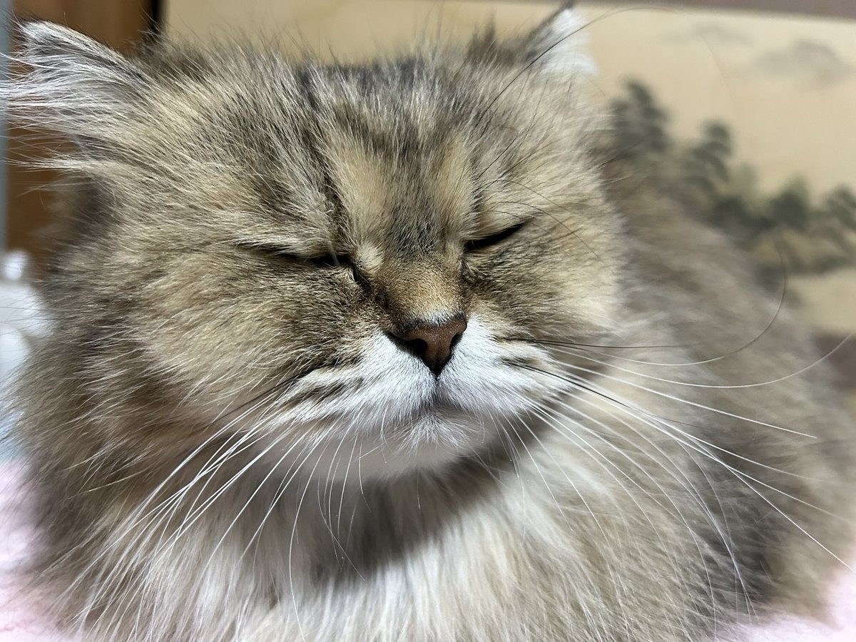 すやすや…ฅ(*´ω｀*ฅ)