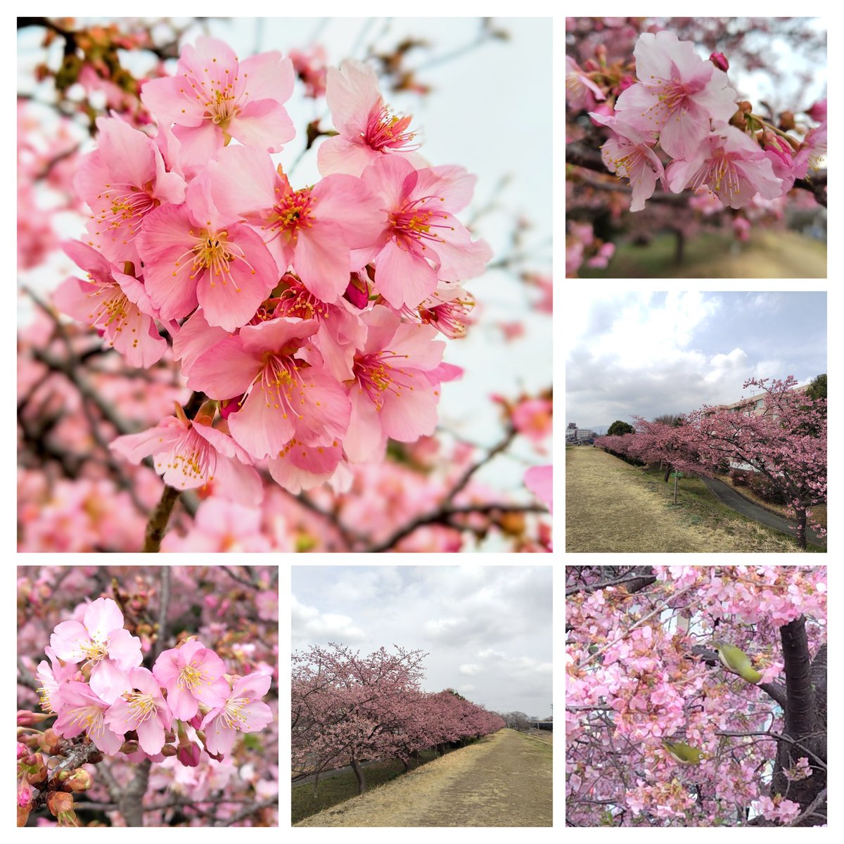 burinatti's tweet photo. 河津桜見頃になりました。メジロもいました。 https://t.co/oggoRrmNOI
