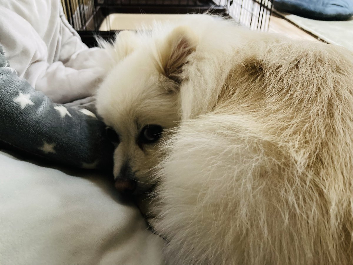 ポメのつるまる&おび（ツルオビ）❤️💙 (@2aWSHJStCdIrF5D) / Posts / X