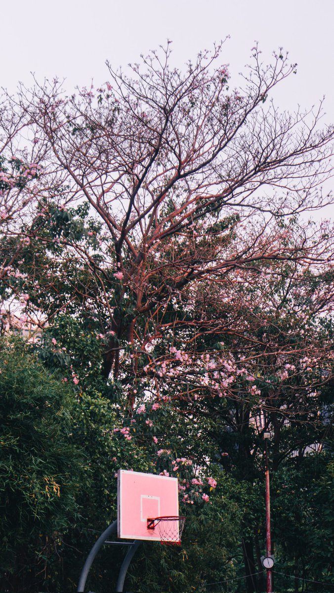 ชมพูพันธุ์ทิพย์สุดท้ายก่อนลาจาก #photograph