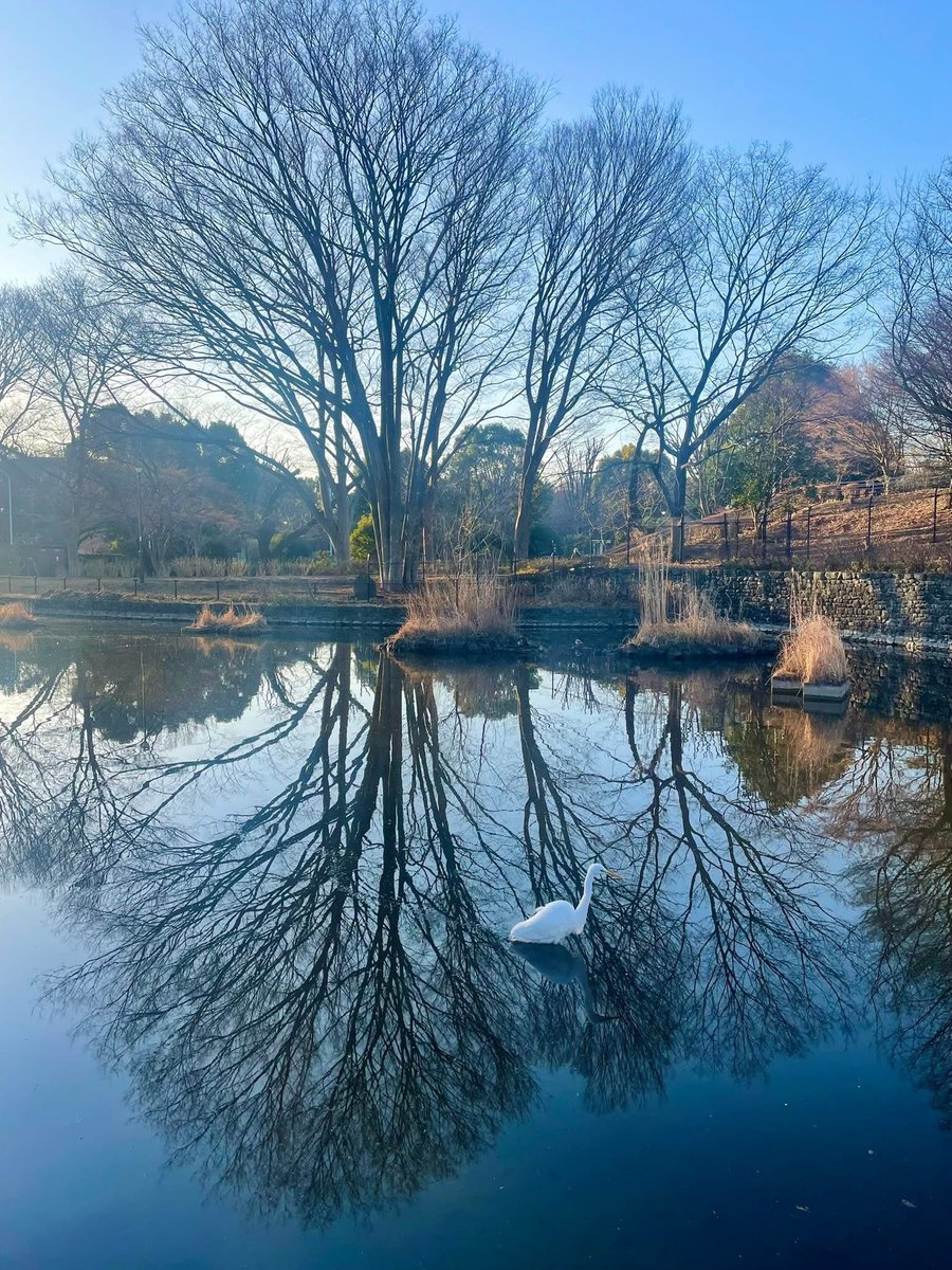 10CHIRIN's tweet photo. 東京都の真ん中あたりでも、こんな風に自然を感じられるのだと嬉しくなりました😊
これからあたたかくなり、国立大学通りの桜が満開になる日も楽しみです🌸

てんちりん
https://t.co/4keZjn6pdl

#てんちりん 
#tenchirin
#朝の風景
#自然を感じる
#木のある暮らし
#木が好き
#東京の自然
#大鷺
#国立 https://t.co/5TDGj7Ypgz