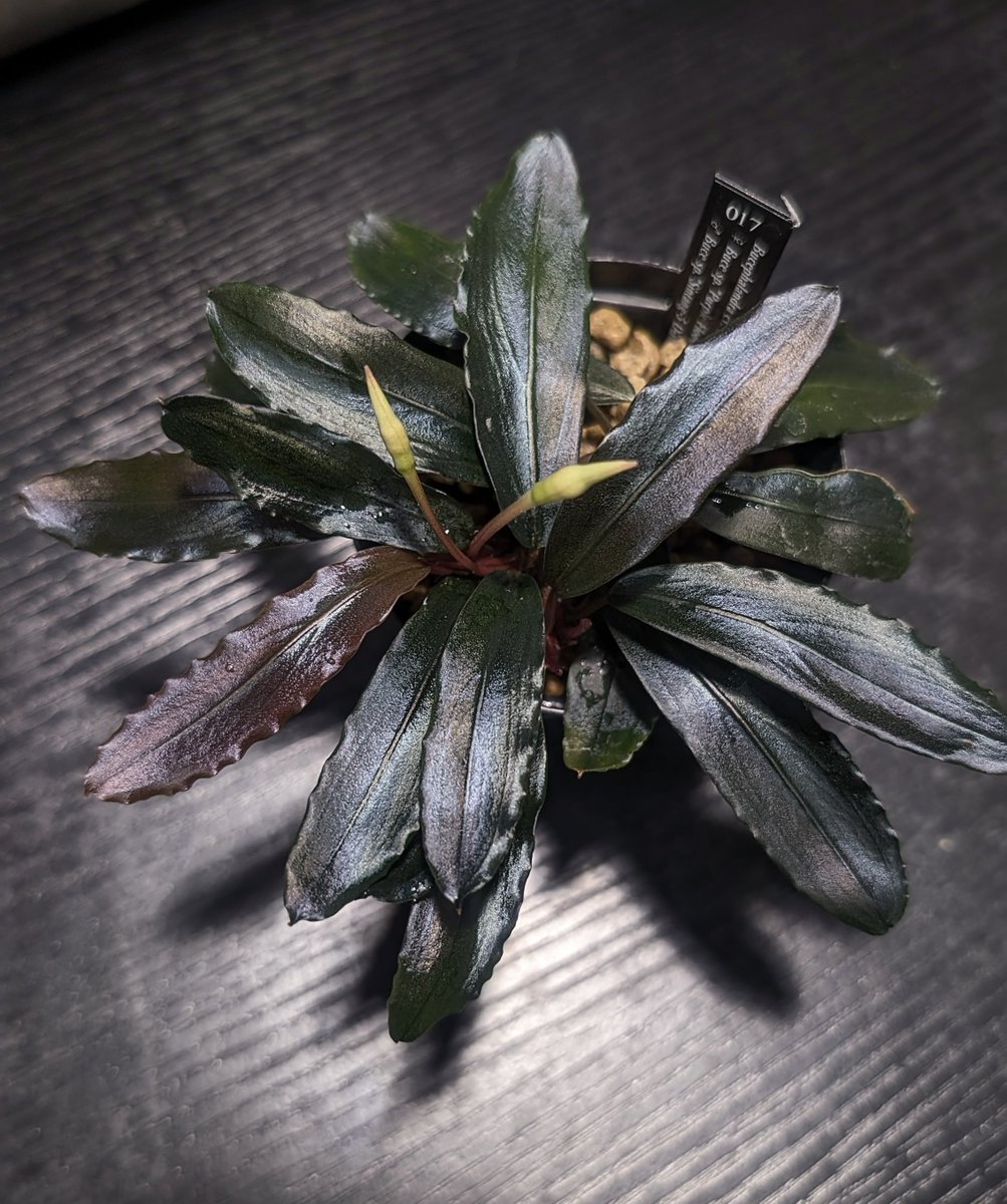 初め緑っぽかったけど青黒くなってきた

Bucephalandra cv."AL-hyb.017"
#AL実生