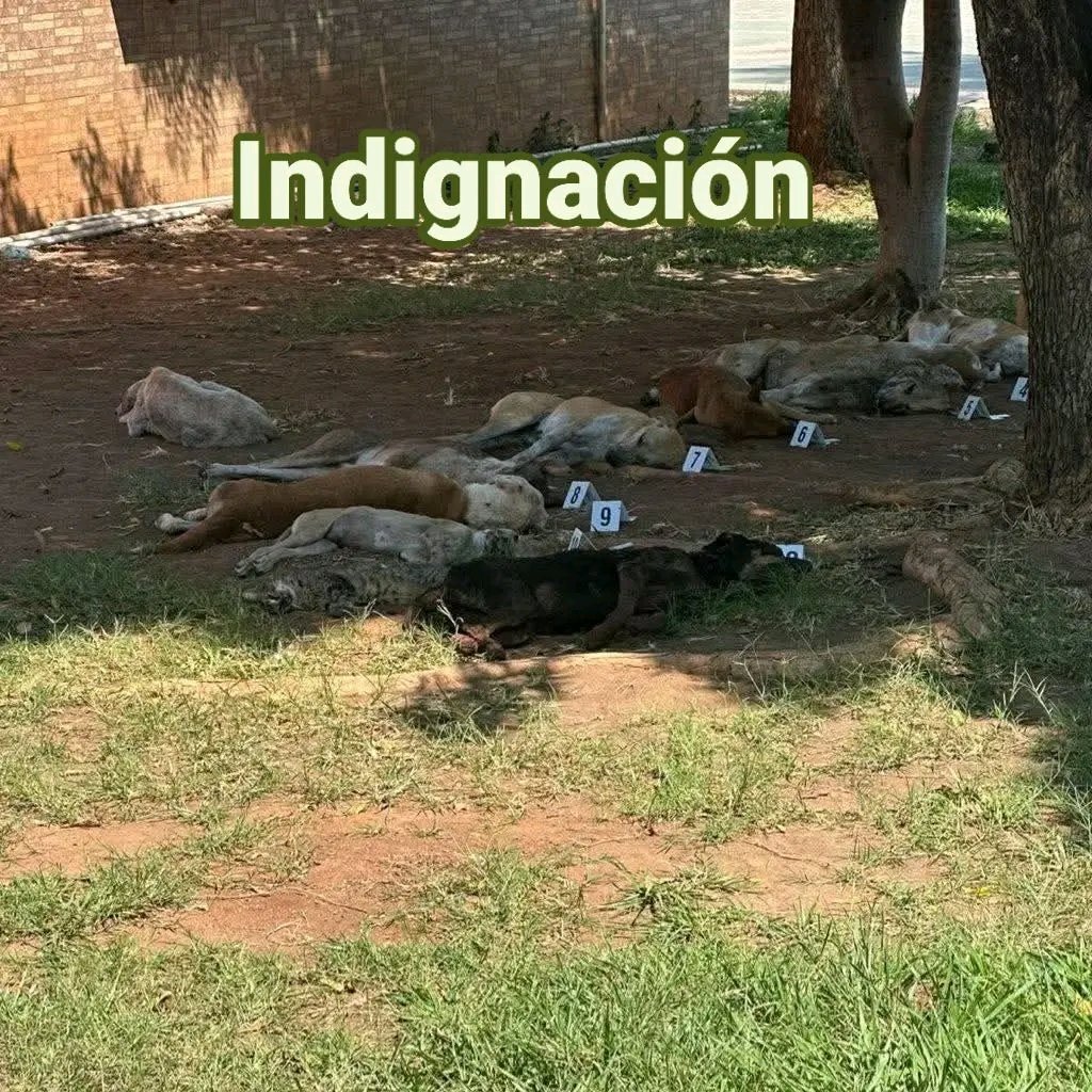 🐕🐱Rescate tweet media