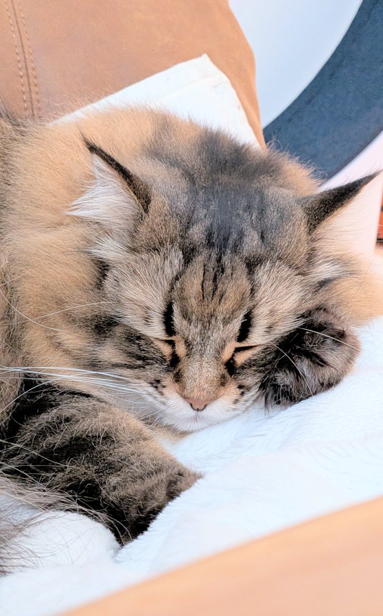 ヤマネコ (@ymnc_rf) / Posts / X