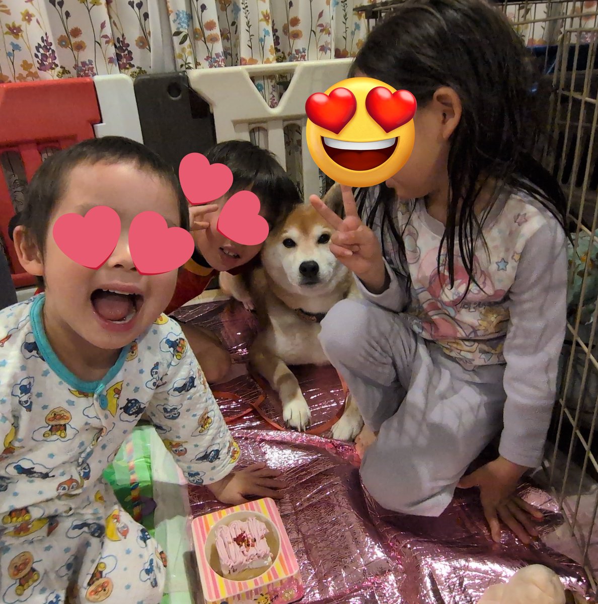 Happy Birthday🎂
ゆんちゃん9歳になりました♥

お久しぶりです！
ゆんた家は先月引っ越したり子供たちが次々とインフになったりとバタバタですがなんとか元気に過ごしています！
昨日はゆんちゃんお誕生日だったのでみんなでお祝い🎂

主役ボクチンなのに押しつぶされてるワン🐶💦

#柴犬