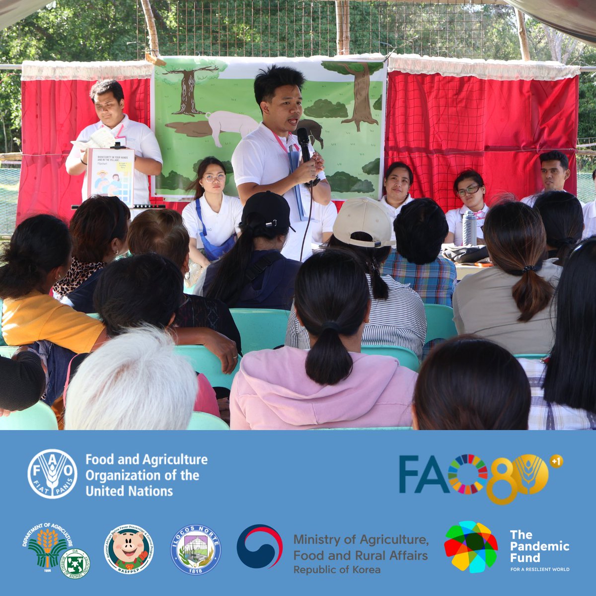 FAOPhilippines's tweet photo. Over 80 smallholder farmers in Burgos, Ilocos Norte are now Biosecurity Champions. 🛡️🐖

With support from @Pandemic_Fund, @FAO, DA BAI, PVO Ilocos Norte, and MAO Burgos trained farmers on ASF, farm biosecurity, cleaning &amp; disinfection, waste management, &amp; policies. https://t.co/HTlzHqpsKa