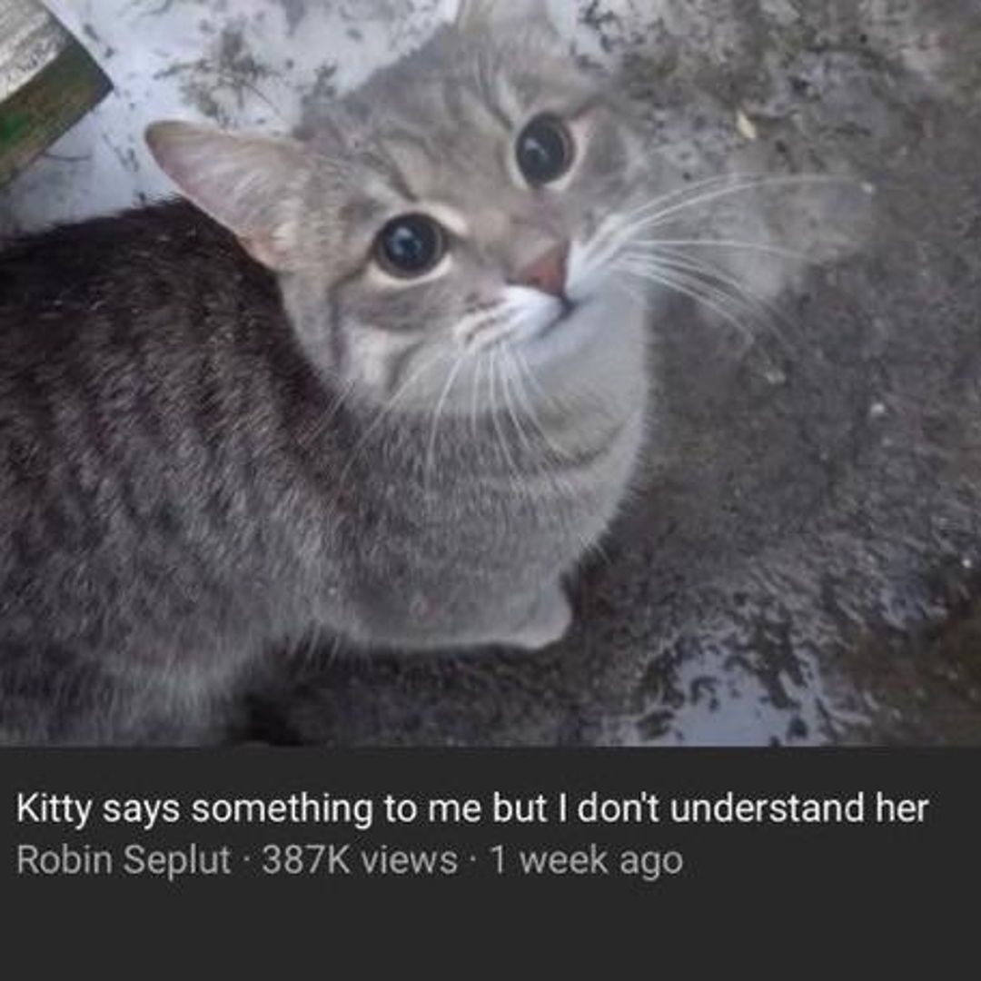 smol silly cat (@catsillyness) on Twitter photo 