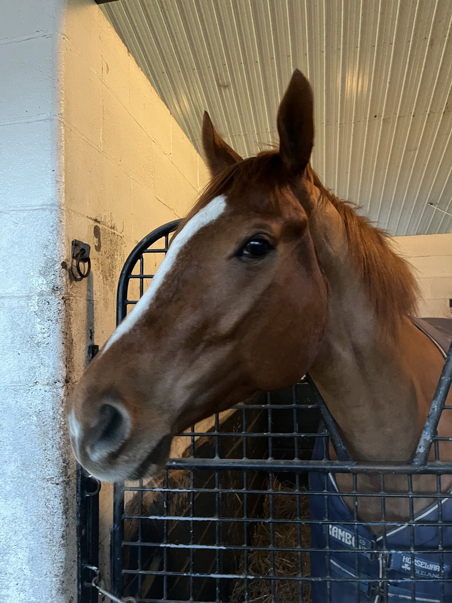 AreionTbreds's tweet image. #WithoutBorders entered in R8 at Fair Grounds on 2/26.
We bred him and now own him again….so excited for him!
He is our ❤️horse!! 
…best thing he is SLS on @EquinEdge 
#comebackkid #newdreams