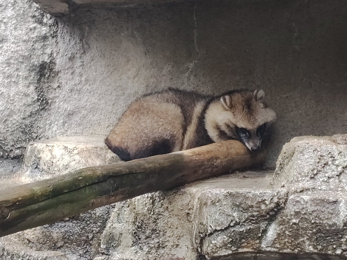 Post by にゃもﾝﾓ on X: たぬき寝入り