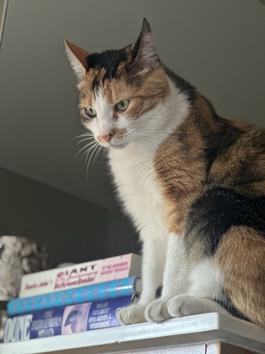 Triad of Felines tweet media