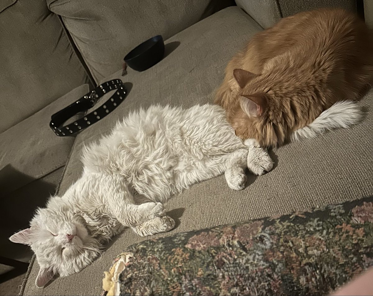 Triad of Felines tweet media