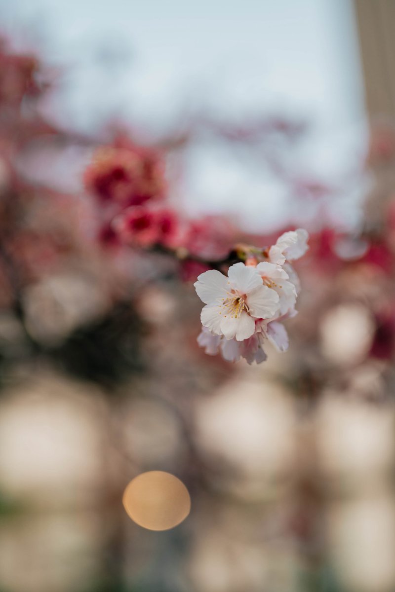 franwithacam's tweet photo. 🌸 Z 50mm f/1.8 S https://t.co/oT2kDFmHvc