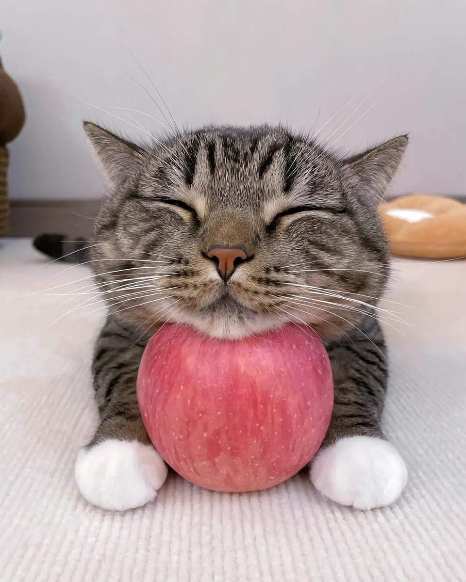 😸
🍎
