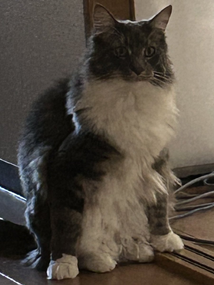 ( ¨̮⋆)ﾗｯｷｰ tweet media