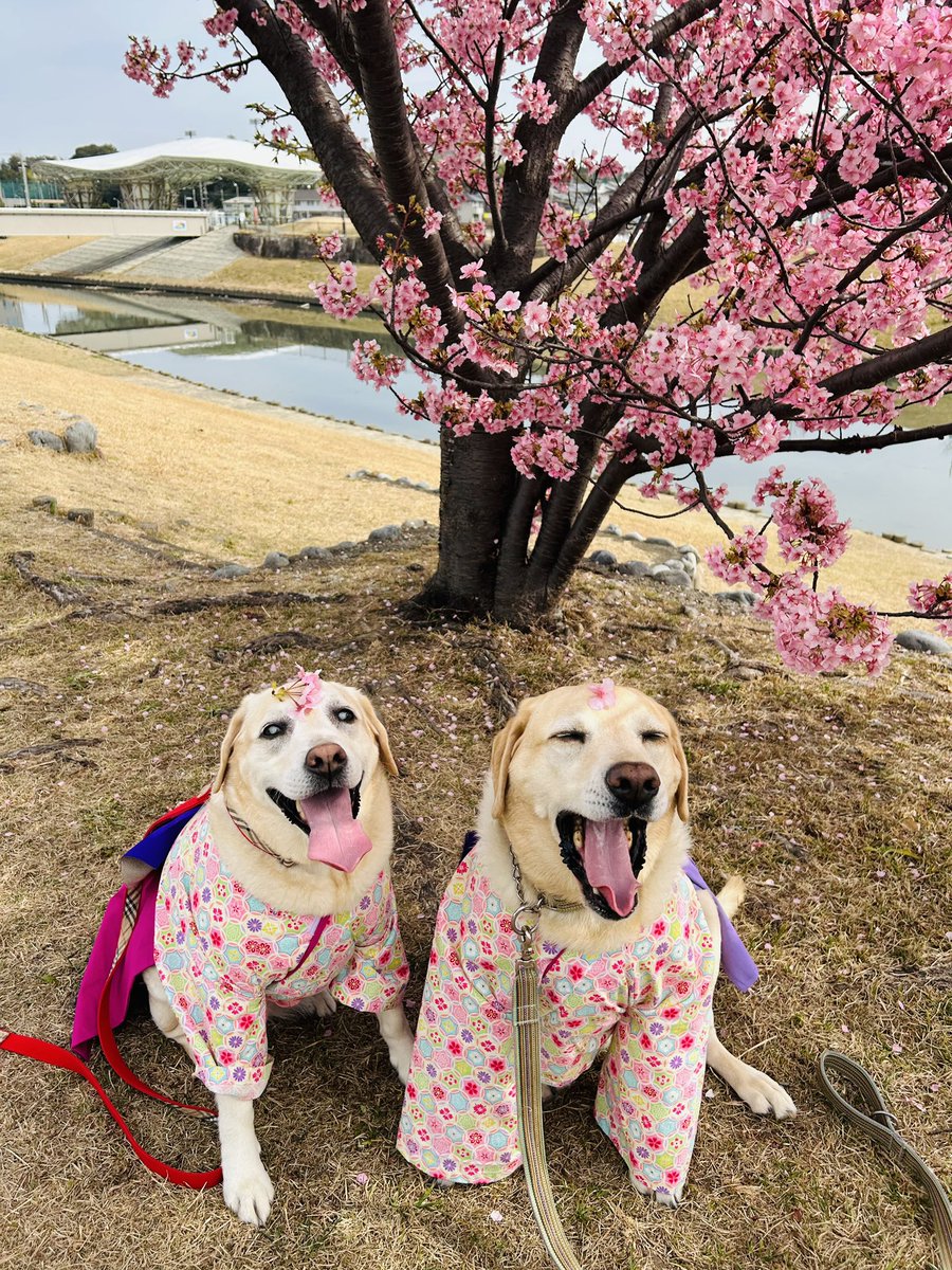 全盲犬ラブラドールのベルちゃん (@Bell0828_mama) / Posts / X