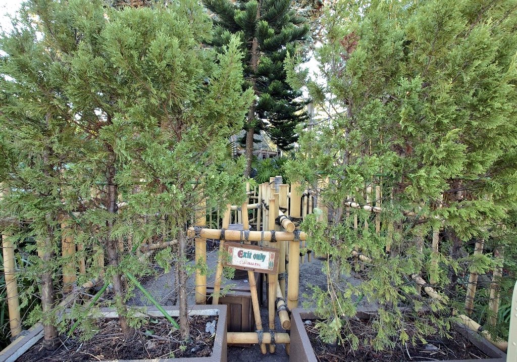 花と緑のTDRブログ_ユキヤナギ tweet media