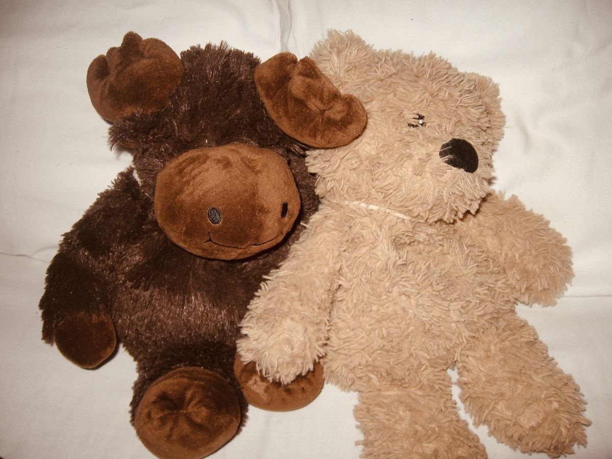 daily teddy bear daniel molloy tweet media