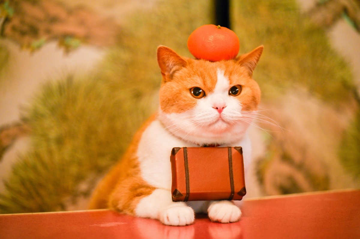 にゃらん (@nyalan_jalan) / Posts / X