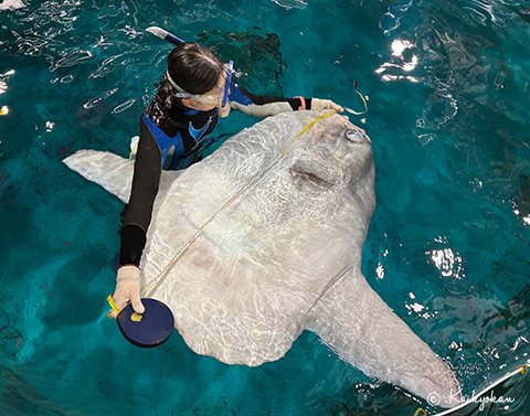 しものせき水族館「海響館」公式 (@shimonoseki_aq) / Posts / X