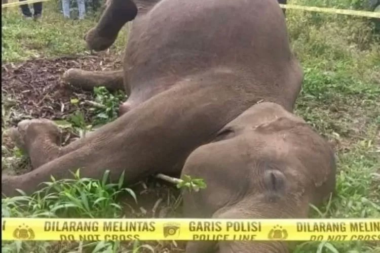 An elephant was found dead after reportedly being electrocuted by a wire installed on a palm oil plantation.

(lestari.kompas.com/read/2026/02/2…)