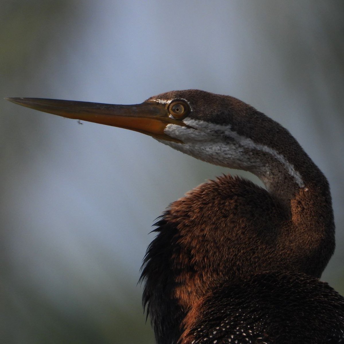 Ranjeet Rane tweet media