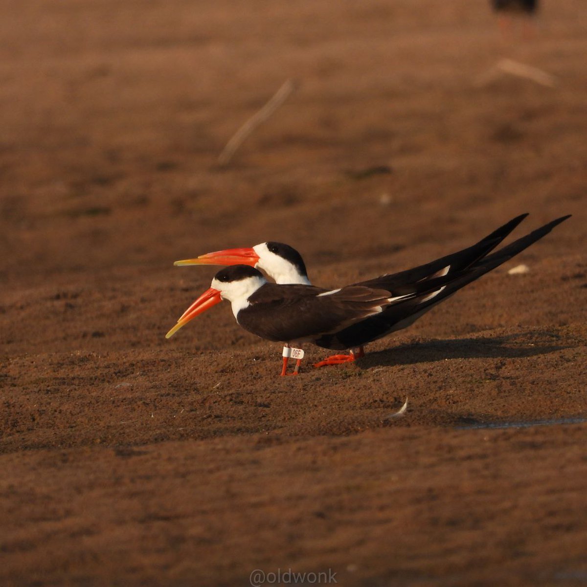 Ranjeet Rane tweet media