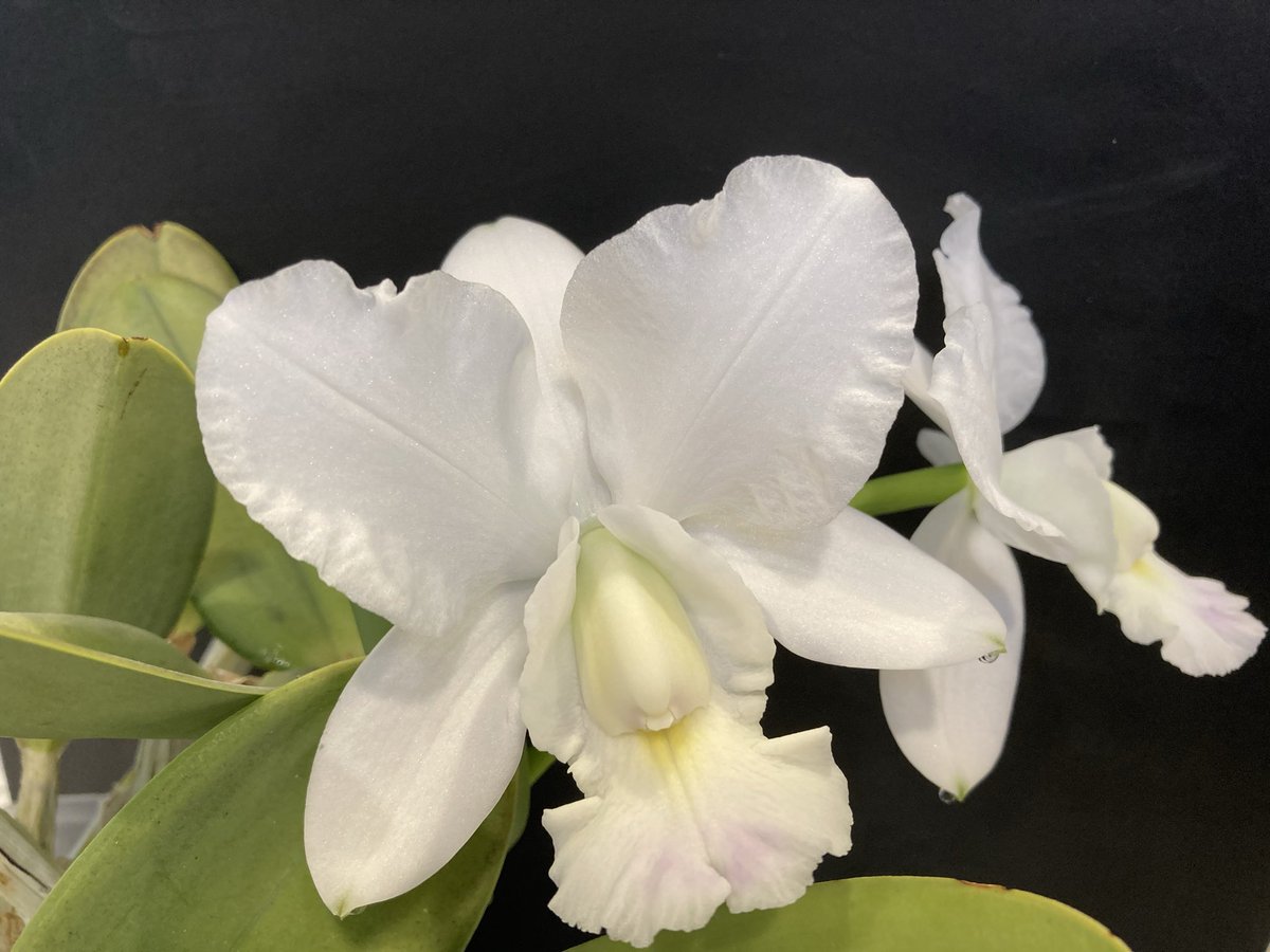 Joanne Nemeth tweet media