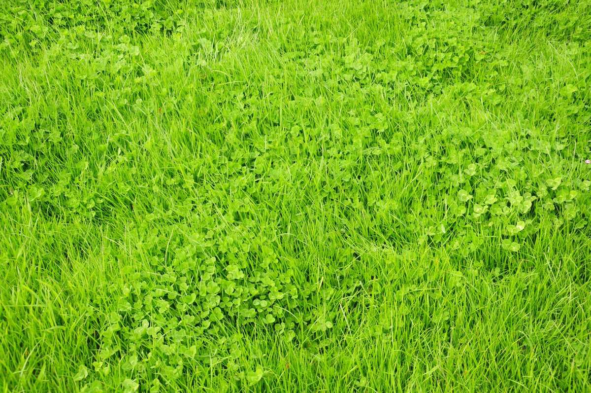 NZBeefLamb's tweet photo. Establishing pure clover swards on underdeveloped land? This B+LNZ resource explains when nitrogen and phosphorus are required at sowing and when they may not be. Read more: 
https://t.co/x2803ehn7S https://t.co/uqgtFQ5sOf