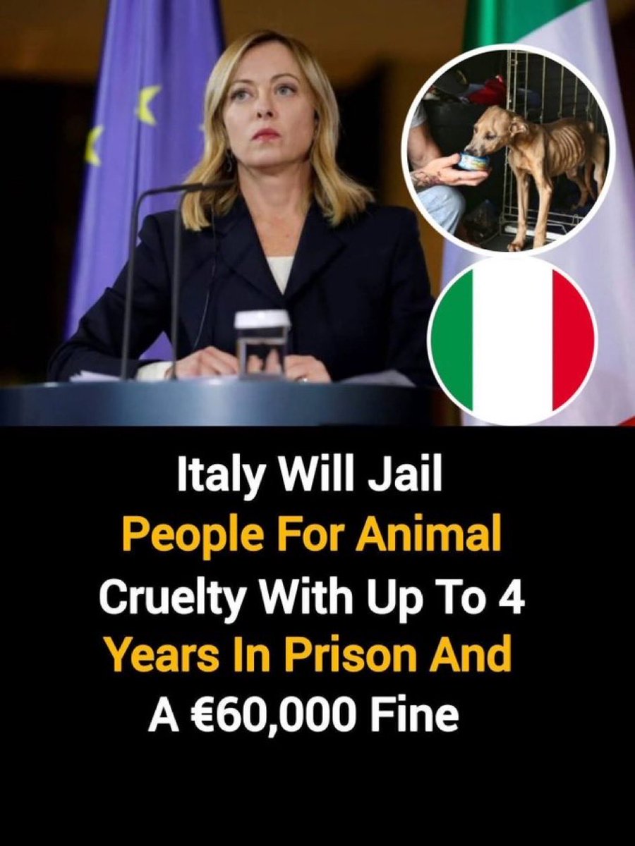 Lisa 🐾✨🐾 tweet media